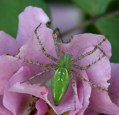 Green Lynx Spider on Angel Face Rose