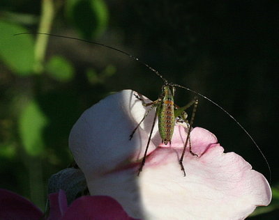 A tiny bug that I found on one of my roses today