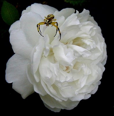 Roses And Spiders That Own Them