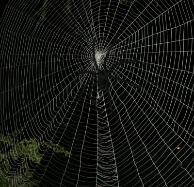 Don's spider web 2007