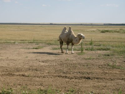 A Bactrian camel wanders by