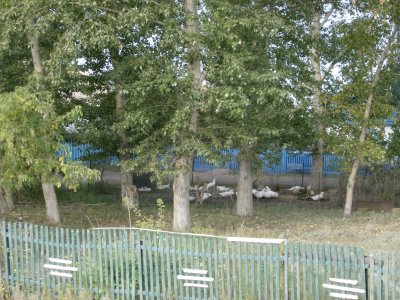 Geese in a little steppe village