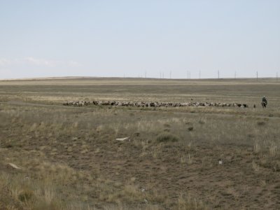Kazakh horseback shepherd and flock on steppe