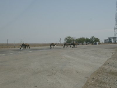 Camels in road, south of Lake Balkash