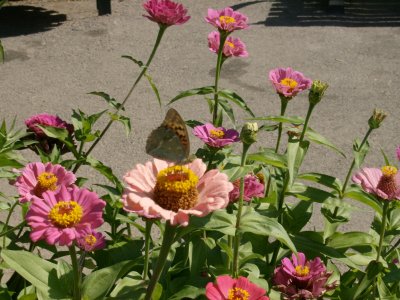 Flowers, butterflies, hopefully humming bird moth