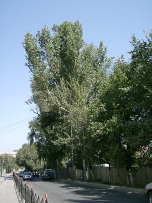 Tree-lined street behind Dostyk Avenue