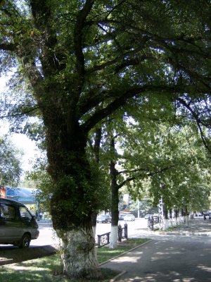 Elm (?) trees outside Kazakhstan Hotel