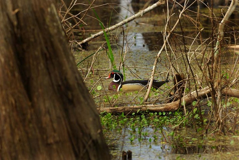 Wood Duck