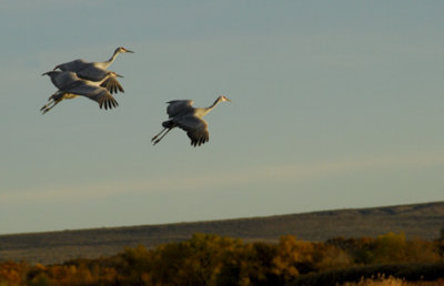 Sandhill Cranes Take Off