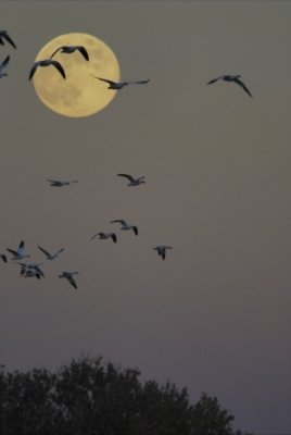 Snow Geese on a Rising Moon