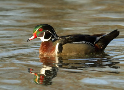 Male Wood Duck