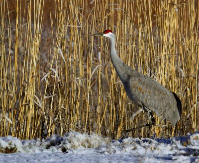 Sand hill Crane in the Snow