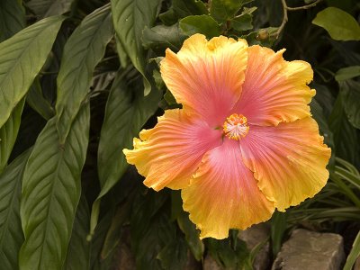 Hibiscus