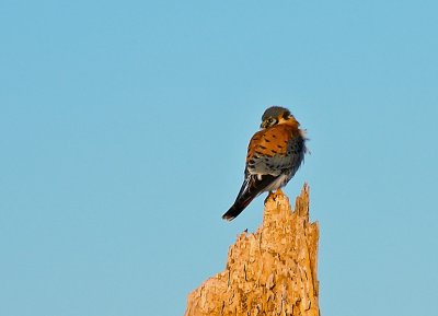 Kestrel