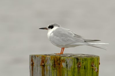 Fosters Tern