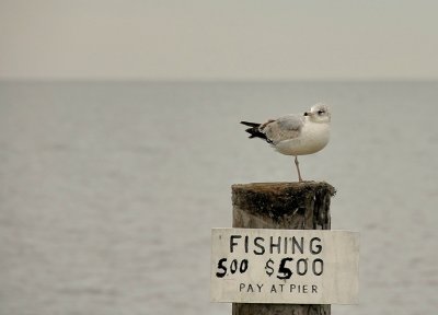 Ring Billed Gull