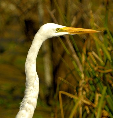 Egret