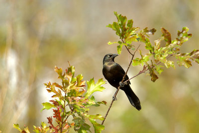 Boat Tailed Grackle