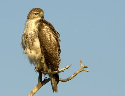 Red Tailed Hawk