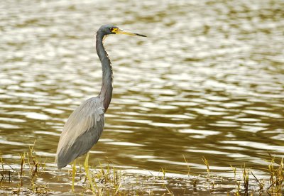 Tricolored Heron