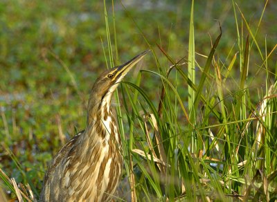 American Bittern