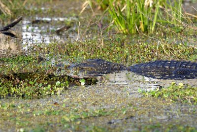 American Alligator