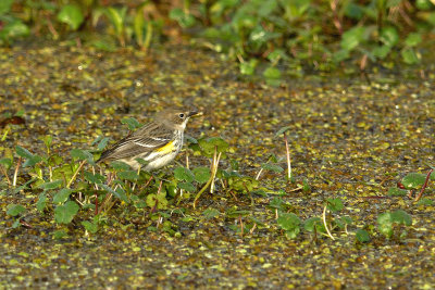 Yellow Rump Warbler