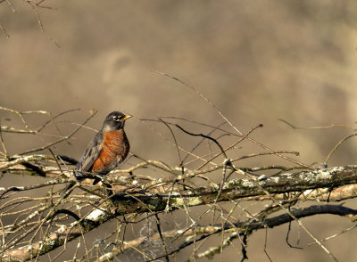 American Robin