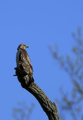 Red Tailed Hawk