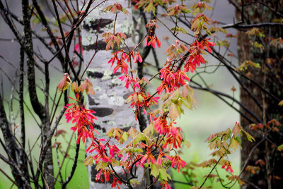 Swamp Maple Leafing Out