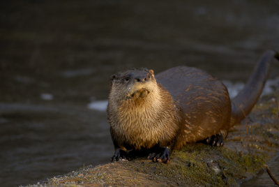 River Otter