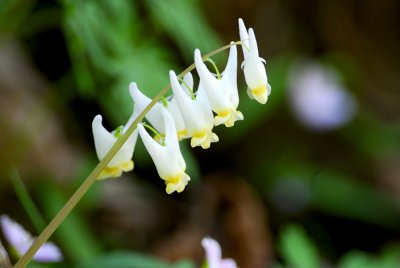 Dutchman's Breeches