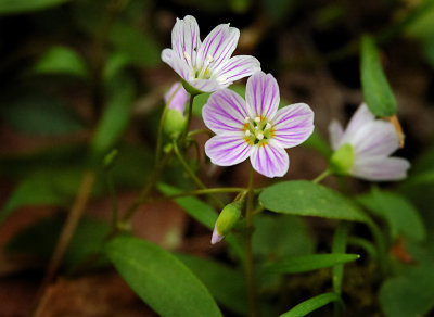 Spring Beauty