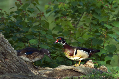 Wood Ducks Male & Female