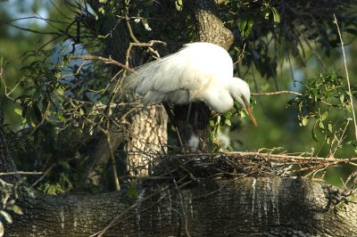 Great White Egret with Chicks