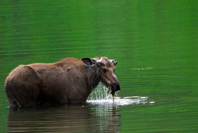 Bull Moose in Toad River