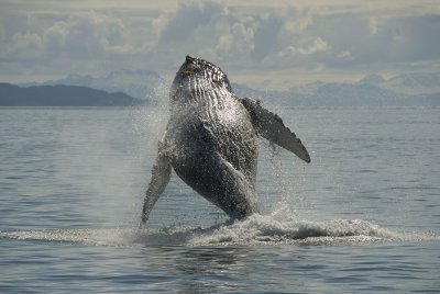 Humpback Whale