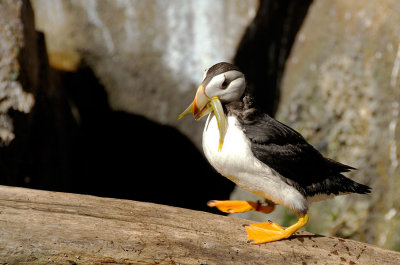 Horned Puffin