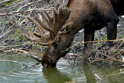 Young Bull Moose