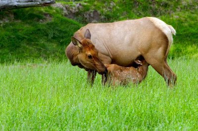 Elk and New Born Calf