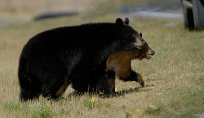 Black Bear and Cub