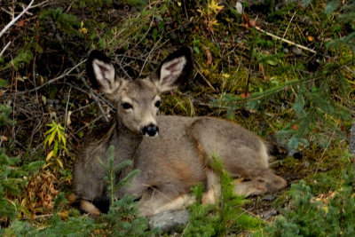 Bedded Fawn