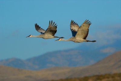 Flight Of Two