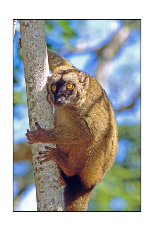 Lemurien au ngouja