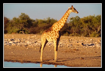 Girafe dans le parc d'Etosha