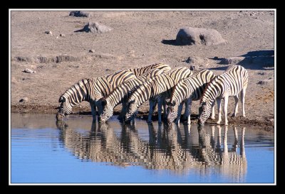zebres au point d'eau