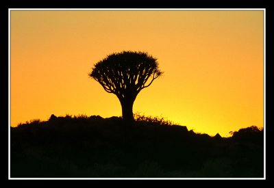 Kokerboom au coucher du soleil