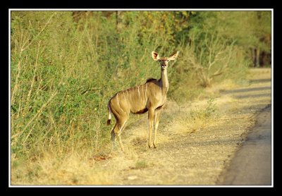 Kudu femelle au Pilanesberg