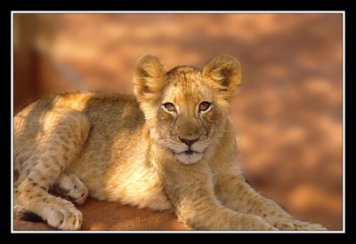 bebe lion au Pilanesberg