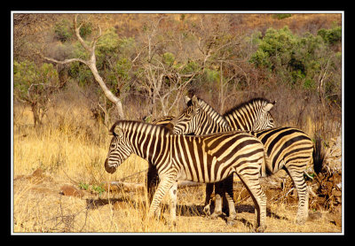 Zebres au pilanesberg